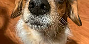 Kira is registered to the contest to win money with this photo: dog, close_up, nose, brown, white, fur, pet, indoor, wooden_floor, collar, looking_up, curious, animal, whiskers, ears, cute, portrait, domestic, mammal, friendly