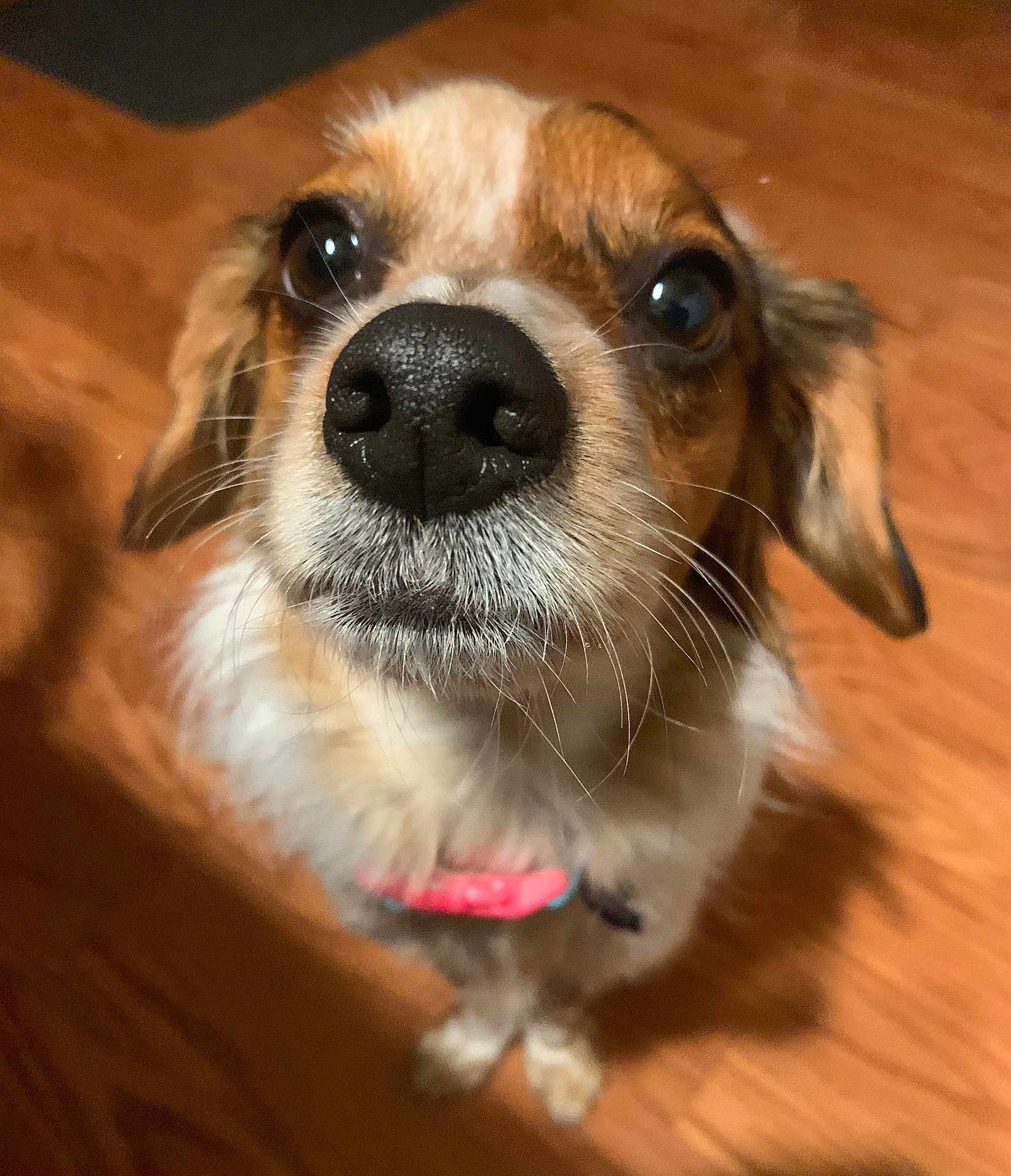Kira is registered to the contest to win money with this photo: dog, close_up, nose, brown, white, fur, pet, indoor, wooden_floor, collar, looking_up, curious, animal, whiskers, ears, cute, portrait, domestic, mammal, friendly