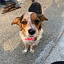 Kira joined the competition — help win amazing prizes! dog, small_dog, outdoor, concrete, collar, pet, animal, brown, white, black, ears, tail, standing, looking_up, sunlight, shadow, person, footwear, leash, ground