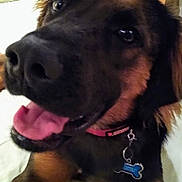 Bernie is registered to the contest to win money with this photo: animal, bed, black, brown, canine, close_up, collar, cute, dog, dog_tag, domestic, ears, friendly, fur, happy, indoor, pet, playful, snout, tongue_out