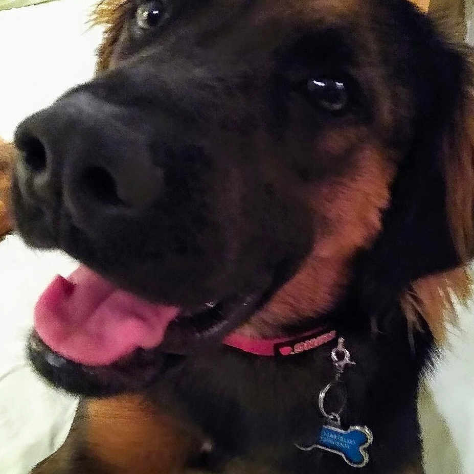 Bernie