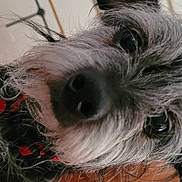 Willy joined the competition — help win amazing prizes! biewer_terrier, canidae, carnivore, companion_dog, dog, dog_breed, dog_collar, dog_supply, ear, fur, maltepoo, puppy_love, schnauzer, small_terrier, snout, sporting_group, terrier, toy_dog, whiskers, working_animal