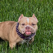 Hazel joined the competition — help win amazing prizes! dog, bulldog, pet, animal, grass, outdoor, portrait, standing, short_hair, tan_fur, wrinkles, flat_face, ears, eyes, nose, collar, leash, lawn, close_up, funny_expression