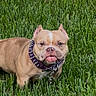 dog, bulldog, pet, animal, grass, outdoor, portrait, standing, short_hair, tan_fur, wrinkles, flat_face, ears, eyes, nose, collar, leash, lawn, close_up, funny_expression