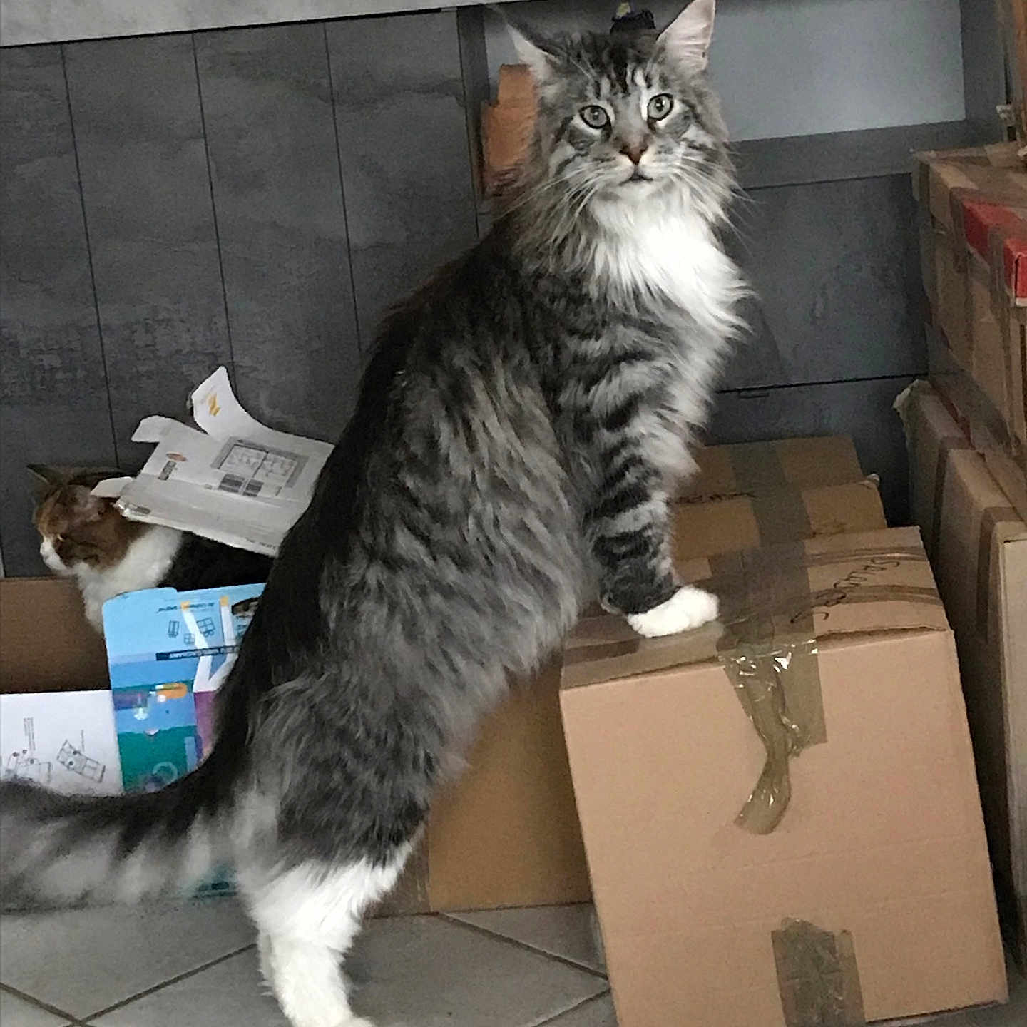 Simba participe au concours pour gagner de l'argent avec cette photo : abyssinian, animal, box, cardboard, carton, cat, couch, crate, furniture, indoors, kitten, manx, package, packagedelivery, person, pet, plant, pottedplant, text, wood