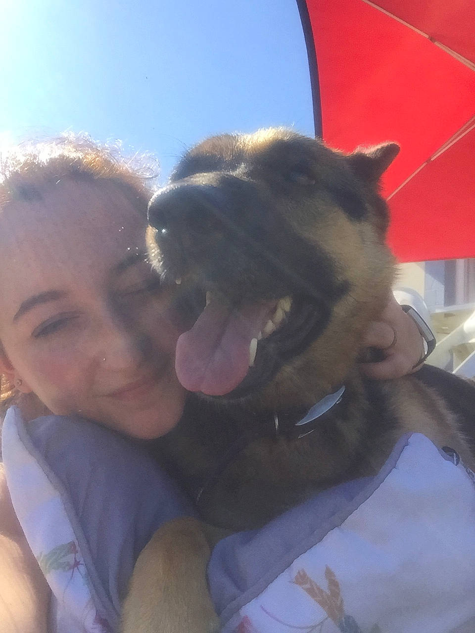 Baïka participe au concours pour gagner de l'argent avec cette photo : american_pit_bull_terrier, cane_corso, canidae, carnivore, dog, dog_breed, fawn, guard_dog, pit_bull, smile, snout