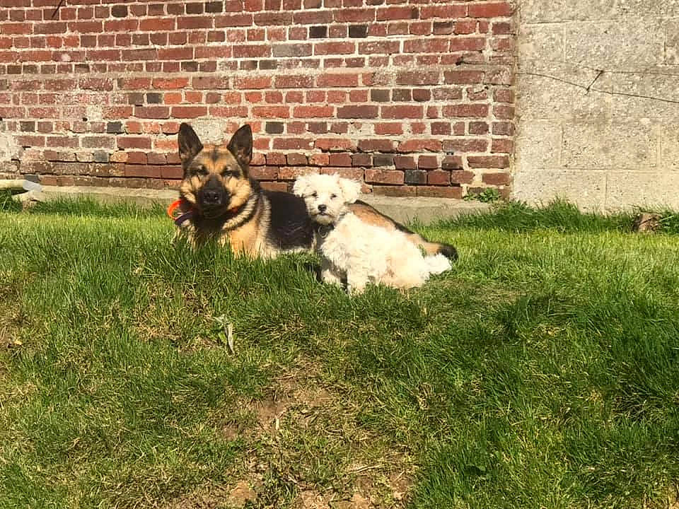 Baïka a rejoint le concours — aidez-le/la à gagner de superbes lots ! akita, canidae, carnivore, dog, dog_breed, german_shepherd_dog, grass, lawn, mammal, old_german_shepherd_dog, vertebrate, working_dog