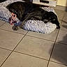 animal, black_dog, canine, companion, cozy, dog, fluffy_bed, fur, home, indoor, paw, pet, pet_bed, quiet, relaxed, resting, rope_toy, scratching_post, sleepy, tile_floor