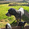 animal, backyard, black_dog, canine, curious, daylight, dog, ears, fence, garden, grass, greenery, muzzle, nature, outdoor, pet, plants, snout, sunlight, yard