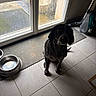 animal, companion, dark, dog, dog_bowl, door, flooring, glass_door, home, household, indoor, mat, pet, quiet, shadow, stillness, tile_floor, vacuum_cleaner, waiting, window