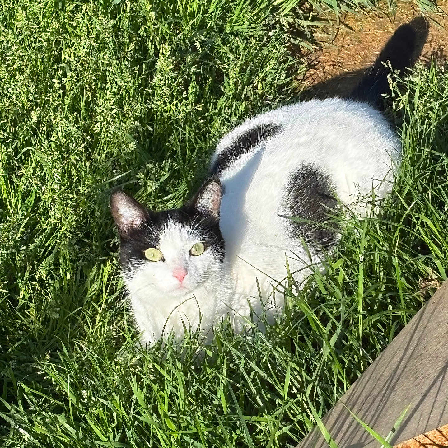 Mina a rejoint le concours — aidez-le/la à gagner de superbes lots ! animal, black_and_white, cat, closeup, cute, daylight, eyes, feline, fur, grass, greenery, mammal, nature, outdoor, pet, relaxed, sunlight, tail, whiskers, wildlife