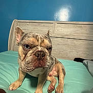Dan is registered to the contest to win money with this photo: dog, bulldog, brindle, bed, bedding, headboard, indoor, pet, animal, blue_wall, furniture, canine, cute, looking, paw, sitting, resting, mammal, domestic_animal, portrait