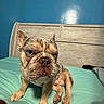 dog, bulldog, brindle, bed, bedding, headboard, indoor, pet, animal, blue_wall, furniture, canine, cute, looking, paw, sitting, resting, mammal, domestic_animal, portrait