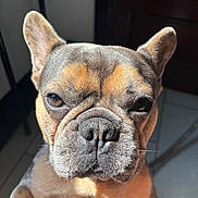 Leo is registered to the contest to win money with this photo: dog, french_bulldog, pet, close_up, portrait, face, ears, fur, wrinkles, brown, black, eyes, nose, indoor, sunlight, shadow, floor, tile, cute, animal