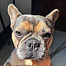 dog, french_bulldog, pet, close_up, portrait, face, ears, fur, wrinkles, brown, black, eyes, nose, indoor, sunlight, shadow, floor, tile, cute, animal
