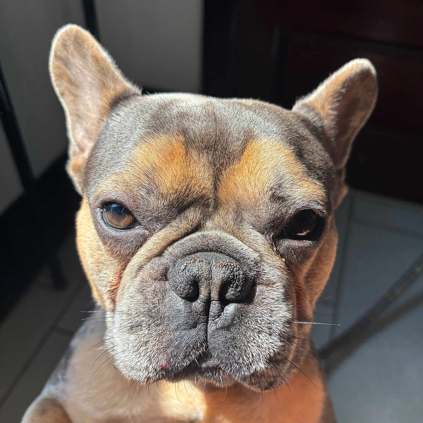 Leo is registered to the contest to win money with this photo: dog, french_bulldog, pet, close_up, portrait, face, ears, fur, wrinkles, brown, black, eyes, nose, indoor, sunlight, shadow, floor, tile, cute, animal