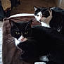 cat, tuxedo_cat, black_and_white, pet, animal, feline, indoor, blanket, resting, fur, whiskers, paw, floor, curious, two_animals, domestic_animal, cozy, looking, soft, home