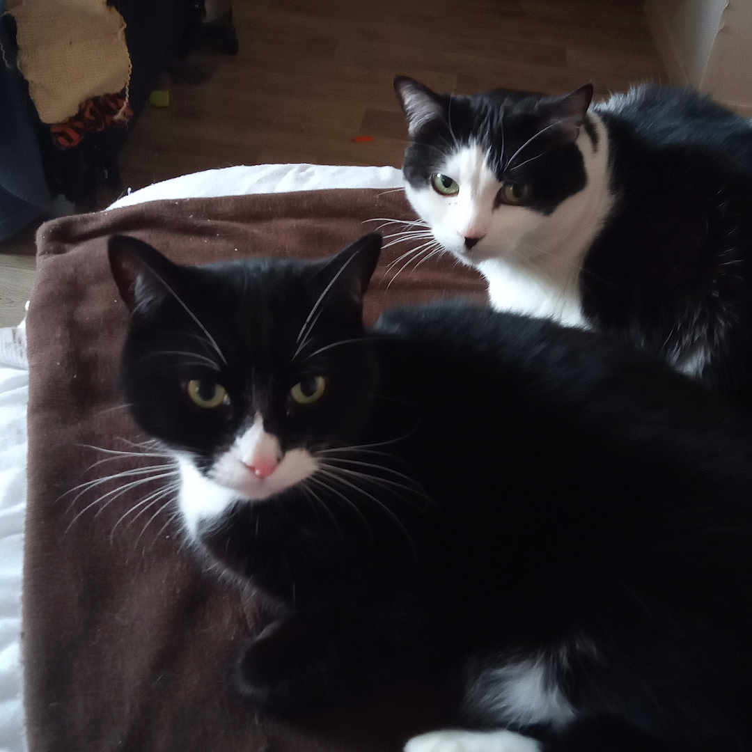 Rouana Et Zorro participe au concours pour gagner de l'argent avec cette photo : animal, black_and_white, blanket, cat, cozy, curious, domestic_animal, feline, floor, fur, home, indoor, looking, paw, pet, resting, soft, tuxedo_cat, two_animals, whiskers