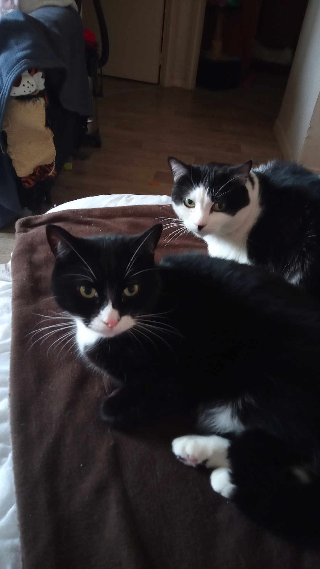 Rouana Et Zorro participe au concours pour gagner de l'argent avec cette photo : cat, tuxedo_cat, black_and_white, pet, animal, feline, indoor, blanket, resting, fur, whiskers, paw, floor, curious, two_animals, domestic_animal, cozy, looking, soft, home