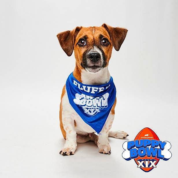 Alfie joined the competition — help win amazing prizes! canidae, carnivore, collar, companion_dog, dishware, dog, dog_breed, dog_clothes, dog_collar, dog_supply, electric_blue, fawn, font, logo, paw, pet_supply, serveware, snout, sporting_group, working_animal