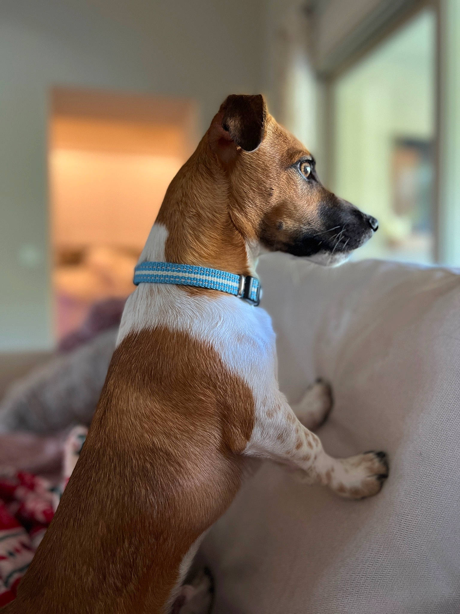 Alfie is registered to the contest to win money with this photo: canidae, carnivore, collar, comfort, companion_dog, dog, dog_breed, dog_collar, dog_supply, fashion_accessory, fawn, leash, liver, pet_supply, sighthound, sporting_group, terrestrial_animal, whiskers, wood, working_animal