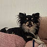dog, black_dog, tan_dog, long_hair, pet, indoor, blanket, cushion, wall, wood_pattern, resting, paw, person, shoulder, clothing, strap, fur, cute, small_dog, relaxed