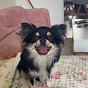 Thor a rejoint le concours — aidez-le/la à gagner de superbes lots ! dog, small_dog, chihuahua, black_and_white, happy, tongue_out, ears, fluffy, blanket, floral_pattern, couch, pink_couch, indoor, home, living_room, table, chair, smiling, pet, cute