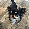 Thor participe au concours pour gagner de l'argent avec cette photo : dog, chihuahua, small_dog, black_dog, tan_markings, long_hair, pet, indoor, wooden_floor, curious, tail_up, ears_up, cute, animal, companion, domestic, standing, looking_up, fur, friendly