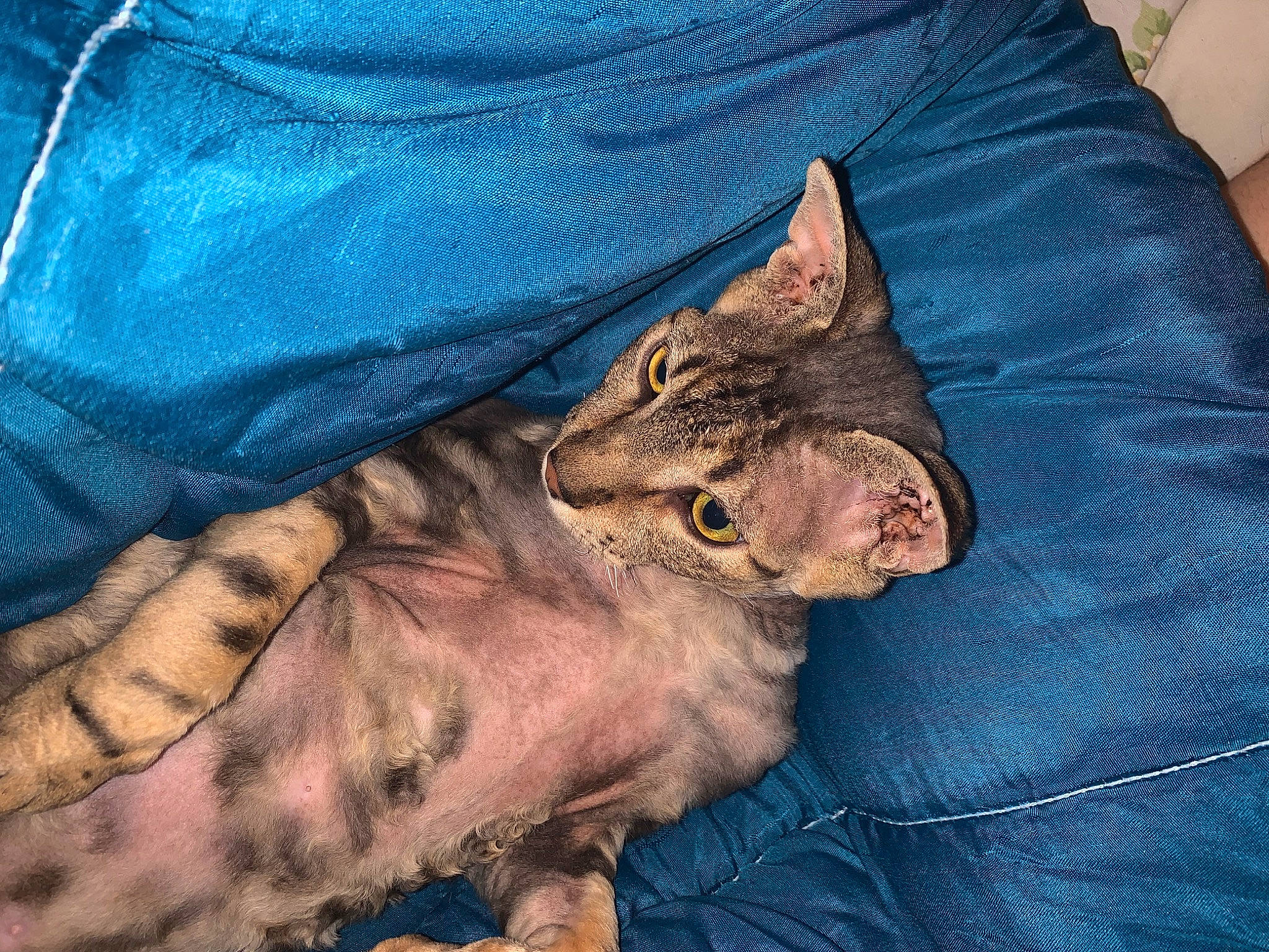 Sanji participe au concours pour gagner de l'argent avec cette photo : bag, big_cats, carnivore, cat, comfort, domestic_short_haired_cat, electric_blue, fawn, felidae, fur, gesture, grass, human_leg, linens, sleeve, small_to_medium_sized_cats, snout, terrestrial_animal, textile, whiskers