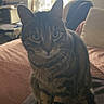 cat, tabby_cat, indoor, pet, animal, feline, striped_fur, curious, sitting, cushion, blanket, window, natural_light, home, cozy, soft_furniture, domestic, whiskers, ears, alert
