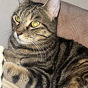Simba participe au concours pour gagner de l'argent avec cette photo : cat, tabby, pet, animal, feline, striped_fur, yellow_eyes, couch, cushion, indoor, relaxed, whiskers, ears, fur, close_up, domestic_cat, resting, mammal, cute, portrait