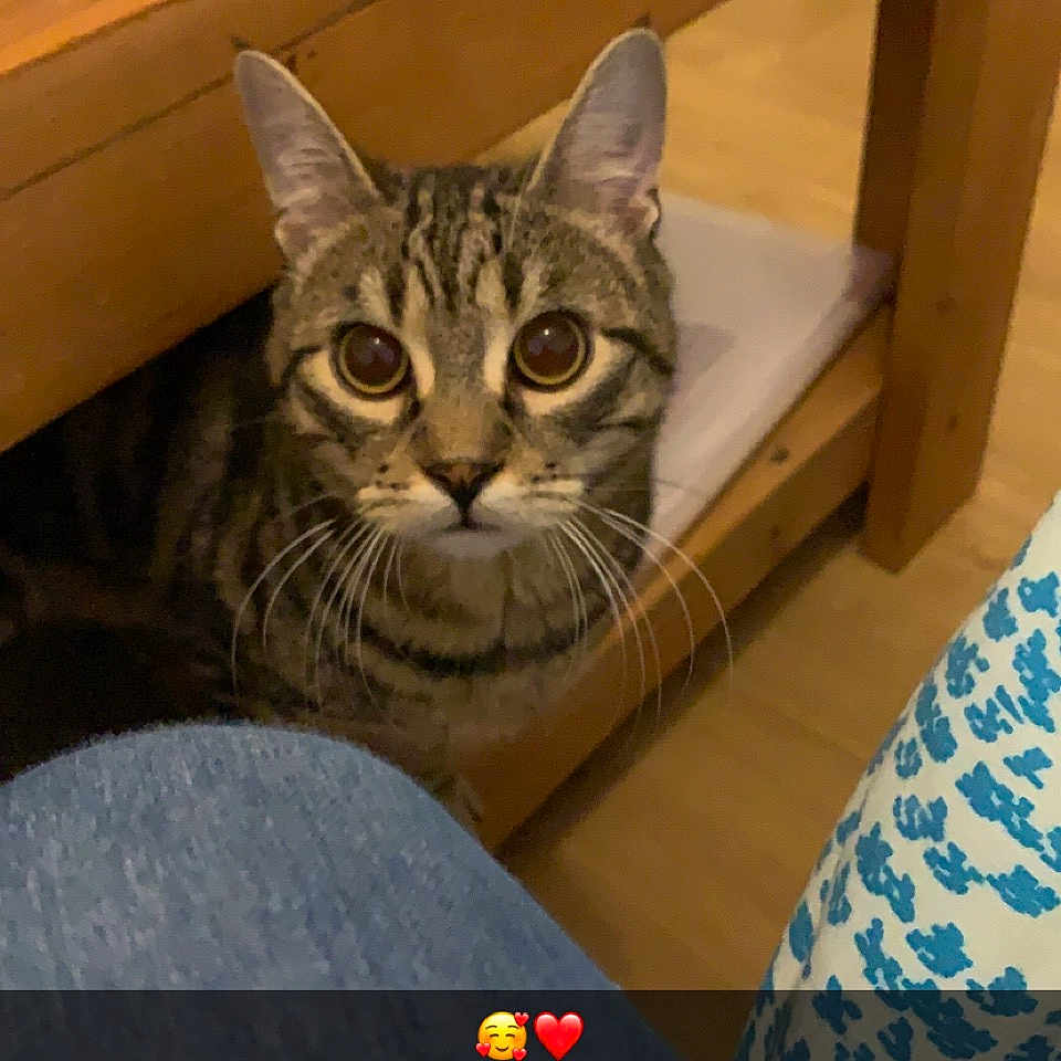 Simba