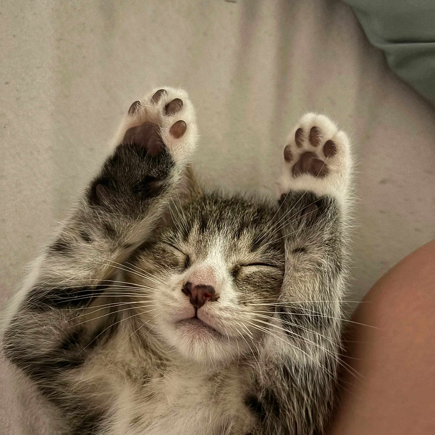 Aïko participe au concours pour gagner de l'argent avec cette photo : adorable, animal, cat, closeup, cozy, cute, fur, indoor, kitten, mammal, nap, paws, peaceful, pet, relaxing, resting, sleeping, soft, tabby, whiskers