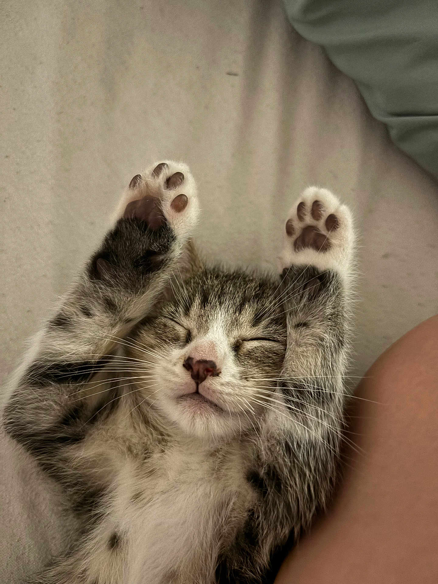 Aïko participe au concours pour gagner de l'argent avec cette photo : cat, kitten, sleeping, paws, whiskers, fur, closeup, relaxing, cute, pet, indoor, cozy, resting, animal, tabby, soft, mammal, peaceful, adorable, nap