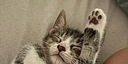 Aïko participe au concours pour gagner de l'argent avec cette photo : kitten, cat, sleeping, paw, cute, feline, pet, fur, relaxed, whiskers, tabby, indoor, cozy, closeup, adorable, resting, soft, young, animal, nap