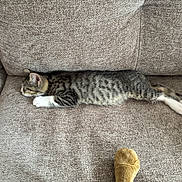 Aïko a rejoint le concours — aidez-le/la à gagner de superbes lots ! kitten, cat, tabby, sleeping, couch, furniture, plush_toy, indoor, pet, animal, cozy, resting, cute, small, whiskers, paw, fur, relaxed, side_view, domestic_cat