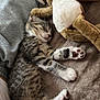 Aïko a rejoint le concours — aidez-le/la à gagner de superbes lots ! kitten, sleeping, plush_toy, blanket, cozy, cat, fur, paw, cute, pet, animal, resting, soft, indoor, tabby, young, relaxed, closeup, comfort, napping