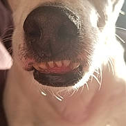 Pork Chop joined the competition — help win amazing prizes! american_pit_bull_terrier, canidae, carnivore, close_up, dog, dog_breed, eye, fawn, head, jaw, labrador_retriever, mammal, mouth, nose, pit_bull, puppy_love, snout, sporting_group, tongue, whiskers