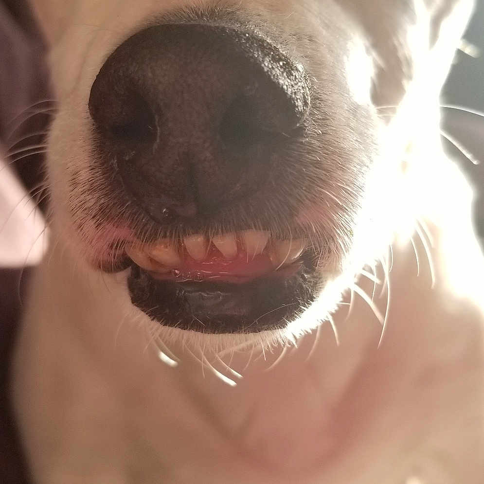 Pork Chop joined the competition — help win amazing prizes! american_pit_bull_terrier, canidae, carnivore, close_up, dog, dog_breed, eye, fawn, head, jaw, labrador_retriever, mammal, mouth, nose, pit_bull, puppy_love, snout, sporting_group, tongue, whiskers