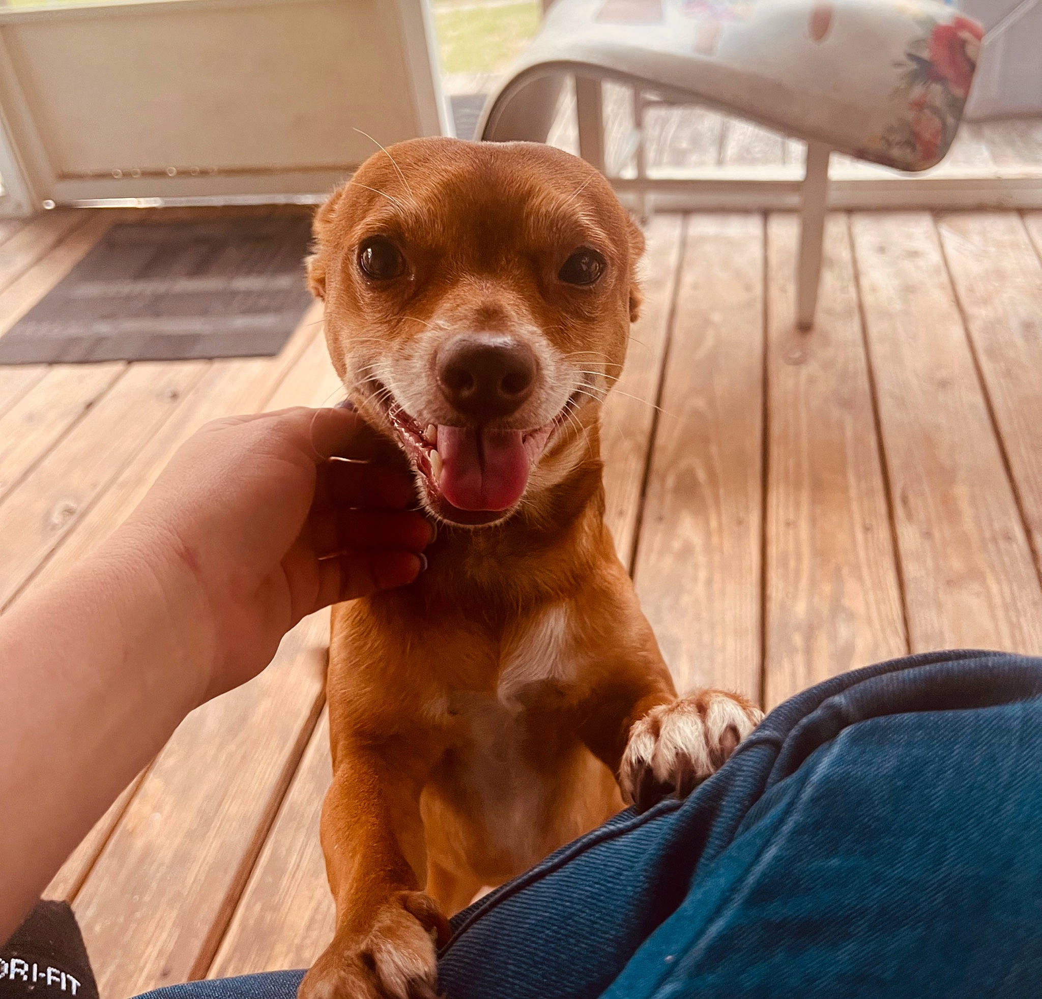 Julio is registered to the contest to win money with this photo: canidae, carnivore, chihuahua, companion_dog, dog, dog_breed, eye, fawn, flooring, hardwood, liver, paw, snout, sporting_group, terrestrial_animal, toy_dog, whiskers, wood, working_animal, wrinkle
