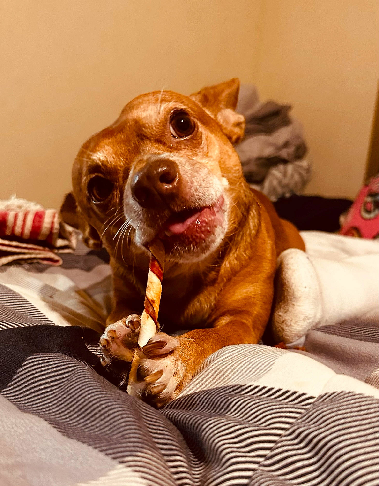 Julio joined the competition — help win amazing prizes! carnivore, chihuahua, comfort, companion_dog, dog, dog_breed, ear, fawn, felidae, fur, linens, liver, pinscher, russkiy_toy, snout, sporting_group, toy, toy_dog, whiskers, working_animal
