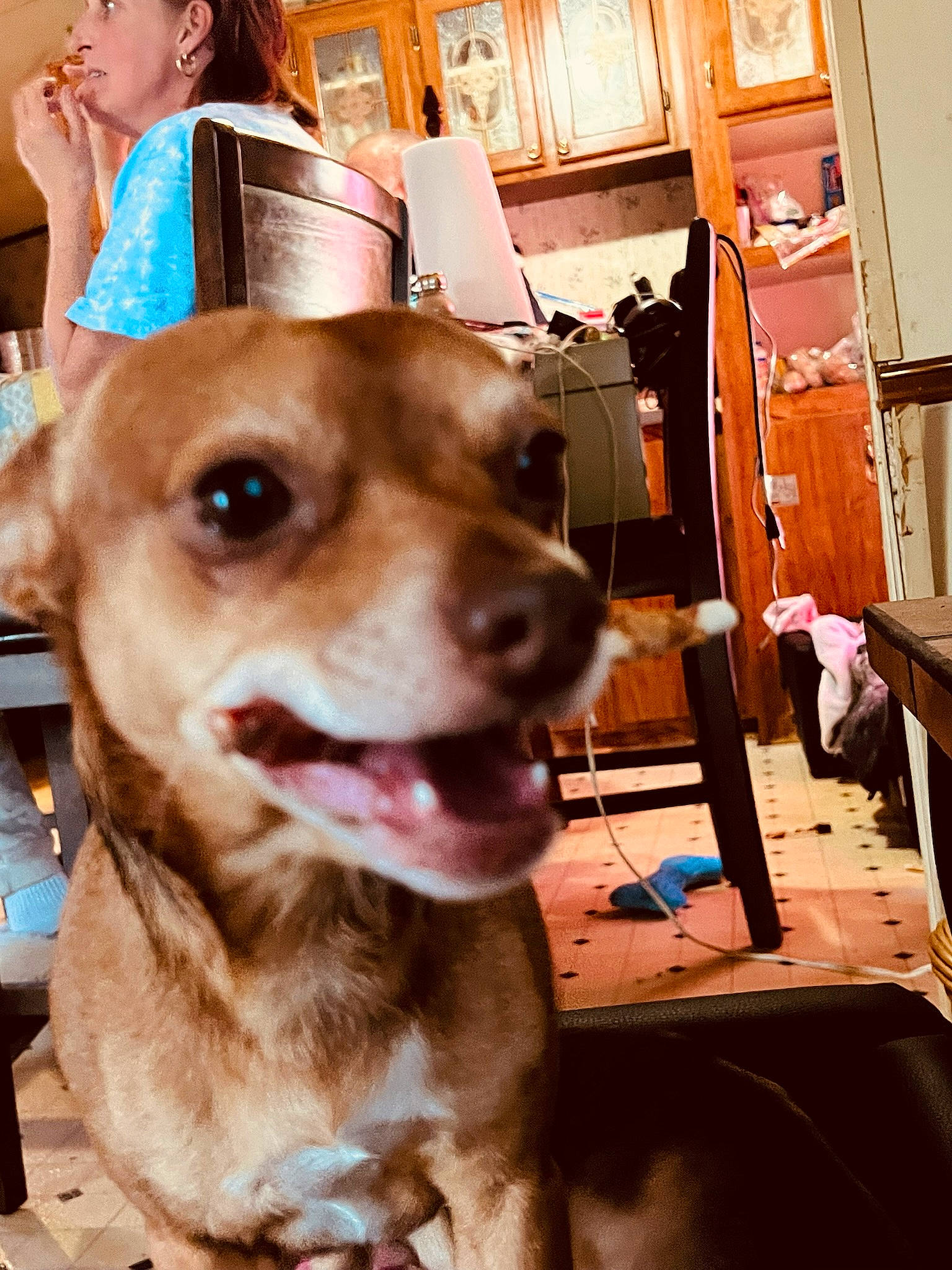 Julio joined the competition — help win amazing prizes! canidae, carnivore, chair, collar, companion_dog, dog, dog_breed, dog_collar, fawn, flooring, fur, guard_dog, leash, liver, snout, sporting_group, whiskers, wood, working_animal, working_dog