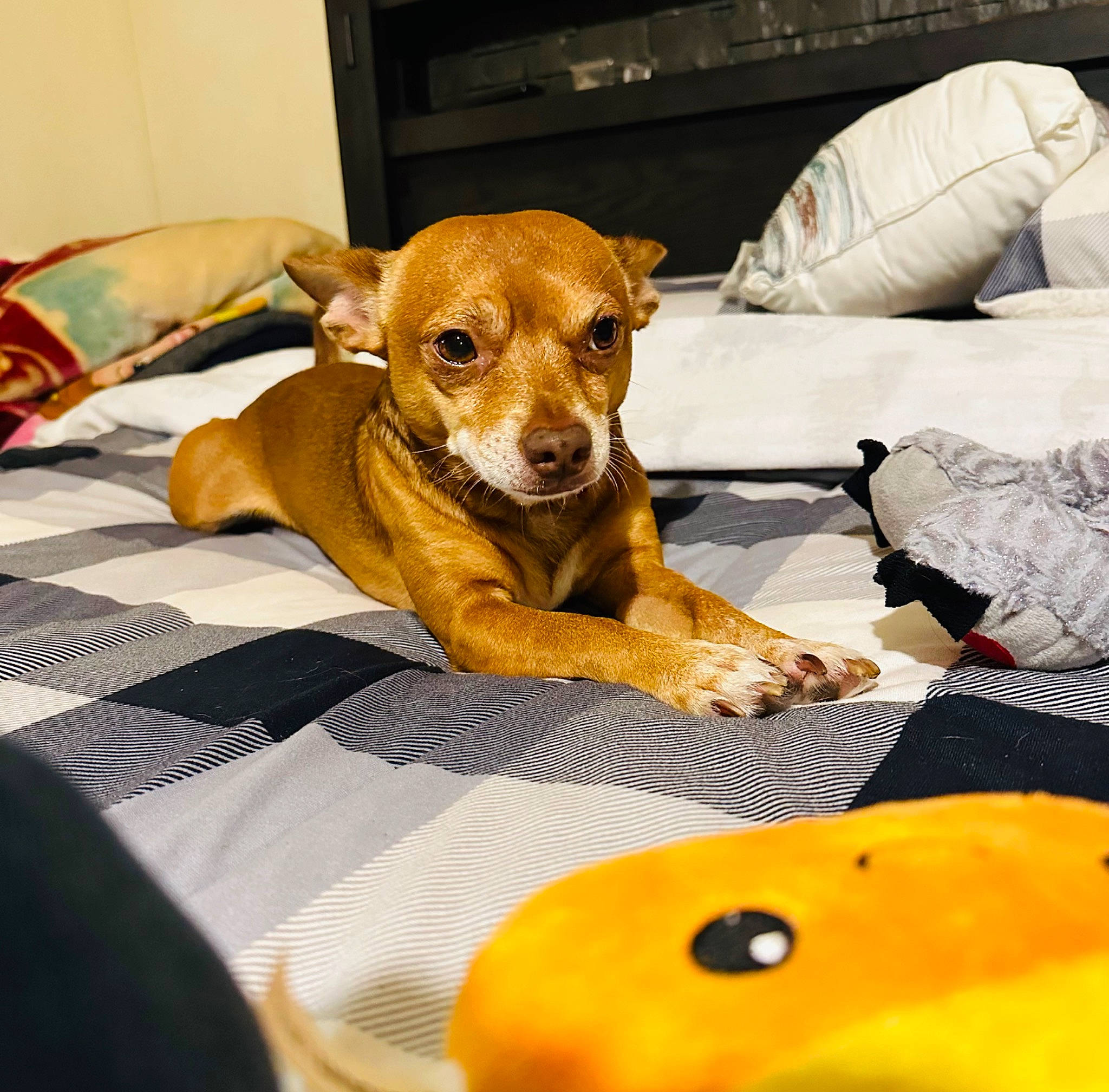 Julio joined the competition — help win amazing prizes! calabaza, canidae, carnivore, chihuahua, comfort, companion_dog, couch, cucurbita, dog, dog_breed, dog_supply, fawn, gourd, paw, pumpkin, snout, sporting_group, toy_dog, whiskers, working_animal