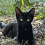 black_cat, kitten, animal, outdoor, grass, plants, pebbles, nature, young_cat, curious, feline, eyes, ears, resting, sunlight, greenery, ground, small_animal, mammal, pet