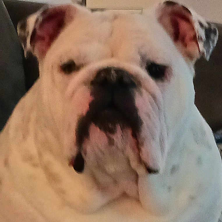 Stormtrooper joined the competition — help win amazing prizes! biting, bulldog, canidae, carnivore, comfort, companion_dog, dog, dog_breed, ear, eye, fawn, non_sporting_group, snout, sporting_group, terrestrial_animal, toy_dog, whiskers, white_english_bulldog, working_animal, wrinkle