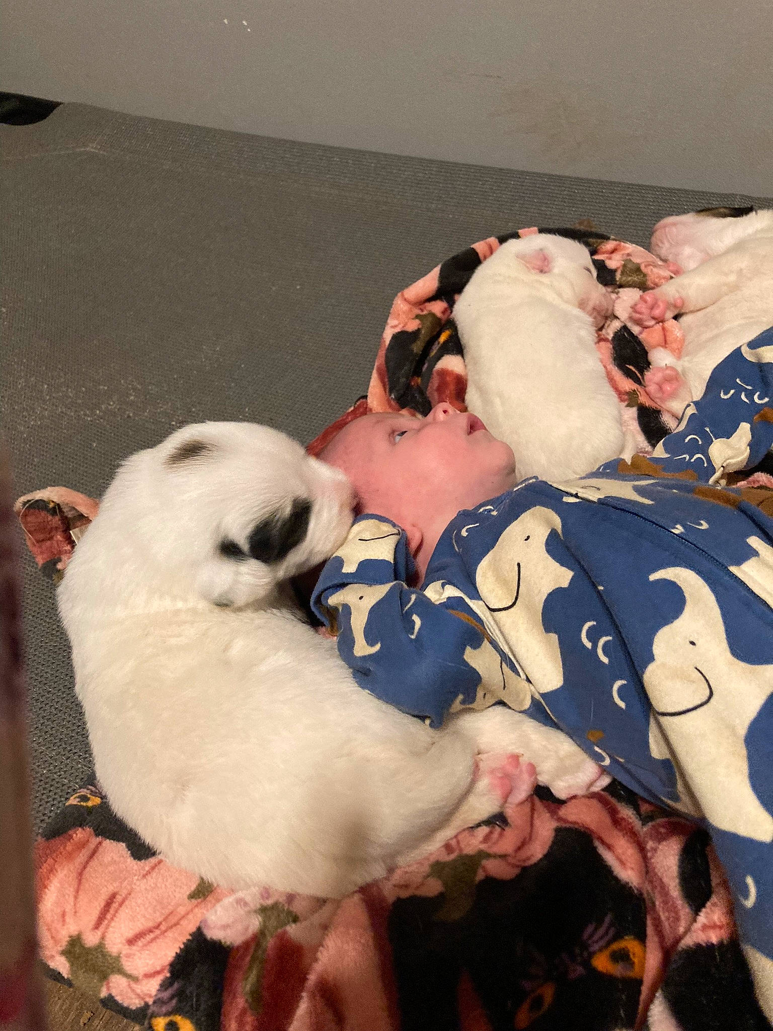 Finnick is registered to the contest to win money with this photo: baby_toddler_clothing, canidae, carnivore, child, comfort, companion_dog, dog, dog_breed, fur, happy, non_sporting_group, person, puppy_love, stuffed_toy, teddy_bear, toy, toy_dog