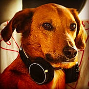 Pixie a rejoint le concours — aidez-le/la à gagner de superbes lots ! dog, brown_dog, headphones, pet, animal, close_up, portrait, indoor, looking_away, ears, snout, fur, collar, domestic_animal, mammal, cute, companion, focus, expression, blurry_background