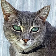 Stripes is registered to the contest to win money with this photo: cat, gray_cat, green_eyes, close_up, portrait, fur, whiskers, ears, collar, pet, animal, feline, outdoor, texture, wood_background, focused, alert, sharp_features, soft_fur, domestic_cat