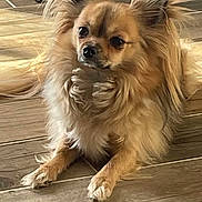 Tina a rejoint le concours — aidez-le/la à gagner de superbes lots ! dog, pet, fluffy, long_hair, indoor, wooden_floor, animal, canine, resting, small_dog, fur, ears, paw, sunlight, quiet, domestic, companion, cute, relaxed, portrait