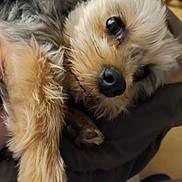 Trésors a rejoint le concours — aidez-le/la à gagner de superbes lots ! dog, close_up, pet, fur, snout, paw, animal, cute, fluffy, face, canine, domestic_animal, friendly, brown_fur, black_nose, whiskers, indoor, relaxed, portrait, companion